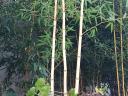 Aranyszárú Bambusz (Phyllostachys aureosulcata Aureocaulis) tövek eladók - Debrecen