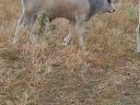 Hungarian grey bull calf.