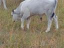 Hungarian grey bull calf.