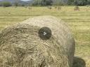 Hay, alfalfa, clover and packaged bales for sale