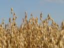 Golden yellow oats for sowing for sale