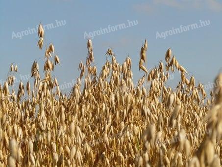 Golden yellow oats for sowing for sale