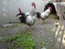 Beautiful young roosters for sale