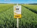 GK Harato | Winter Wheat Seed from Grain Research | medium grain | spiky grain | B1-A2