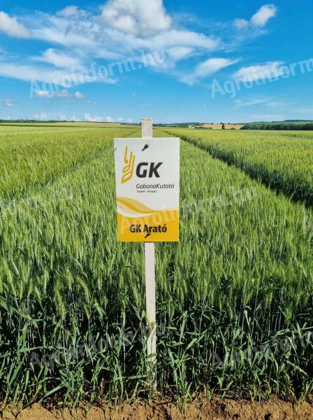 GK Harato | Seme ozimne pšenice iz podjetja Grain Research | srednje velika zrna | pikčasta zrna | B1-A2