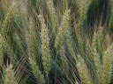 GK Harato | Winter Wheat Seed from Grain Research | medium grain | spiky grain | B1-A2