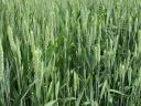 GK Star | Autumn wheat seed from Grain Research | early maturing | early maturing | taro | B1-A2