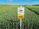 GK Star | Autumn wheat seed from Grain Research | early maturing | early maturing | taro | B1-A2