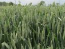 GK Star | Autumn wheat seed from Grain Research | early maturing | early maturing | taro | B1-A2