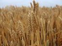 GK Star | Autumn wheat seed from Grain Research | early maturing | early maturing | taro | B1-A2