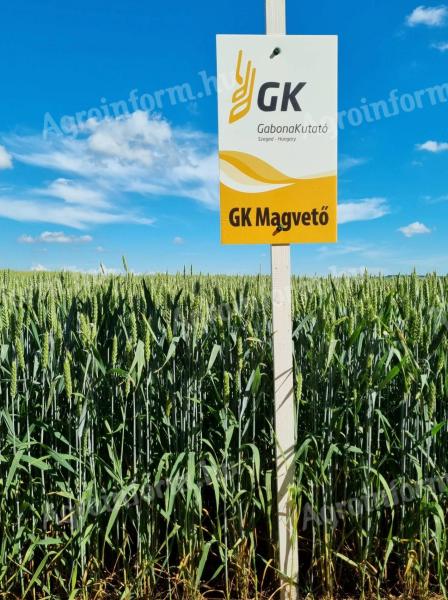 Sejačka GK | Semená ozimnej pšenice od Grain Researcher | skoré dozrievanie | dechtový klas kukurice | A2 až A1