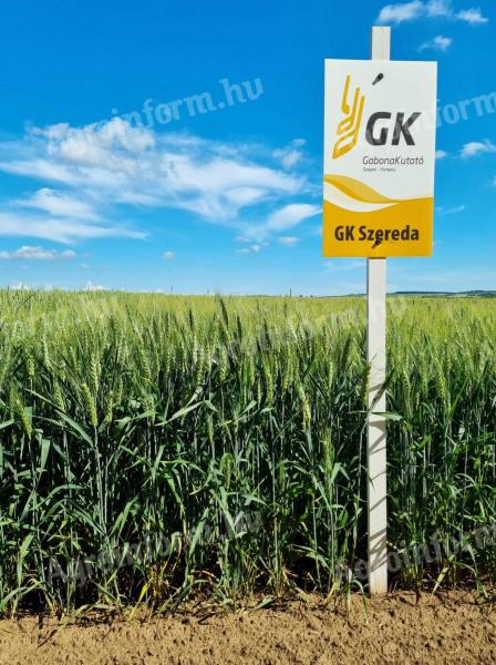 GK Szereda | Osivo pšenice podzimní od Grain Research | Rané zrání | Špičaté zrno | B1-A2