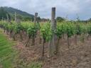 Prodaje se vinograd na Szent György-hegy