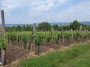 Vineyard for sale in Szent György hill