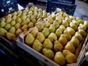 Vilmos pears for sale