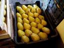 Vilmos pears for sale