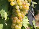 Tokaji yellow grapes for sale