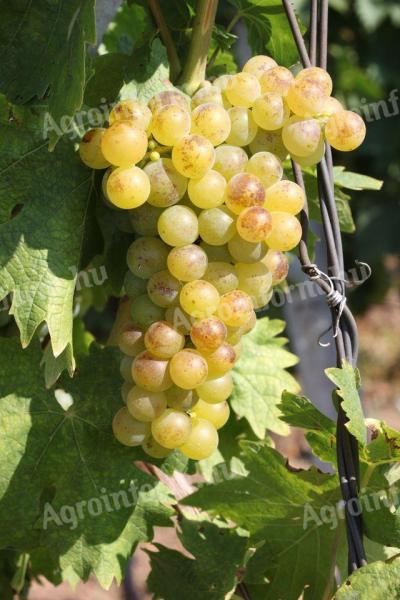 Tokaji yellow grapes for sale