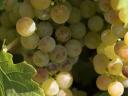 Tokaji yellow grapes for sale