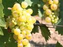 Tokaji yellow grapes for sale