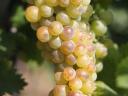 Tokaji yellow grapes for sale