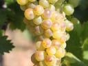 Tokaji yellow grapes for sale