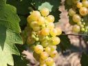 Tokaji yellow grapes for sale