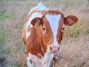 I am looking for a husband and wife who take care of animals for beef cattle