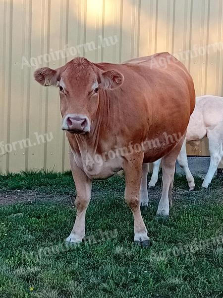Limousine a blonďatá kráva s telaty na prodej