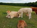 Limuzina in blond krava s telički za prodajo