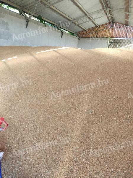 Farmers' wheat for sale