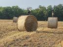 Farmers' wheat for sale