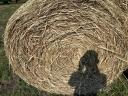 Hay bale for sale at a discounted price