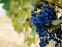 Grapes from the Szekszárd wine region