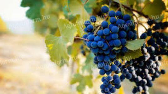 Grapes from the Szekszárd wine region