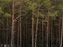 FOR SALE 65 792 m² pine forest near Kecskemét-Hetényegyháza