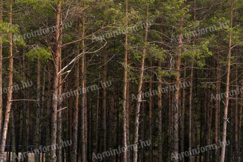 FOR SALE 65 792 m² pine forest near Kecskemét-Hetényegyháza