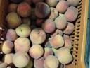 Cefre peach