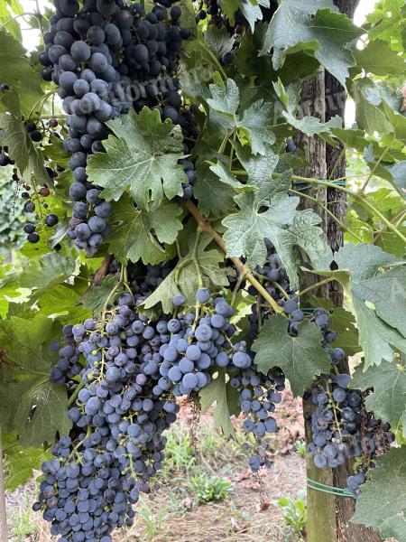 Merlot grapes