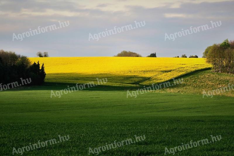 6.7 hectares of arable land for sale in Maroslele