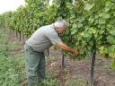 MATRAALJÁN CHARDONNAY BORNÁK ist in der FLASCHE erhältlich