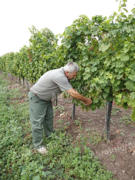 MATRAALJÁN CHARDONNAY BORNÁK ist in der FLASCHE erhältlich