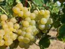 Muscat Ottonel grapes