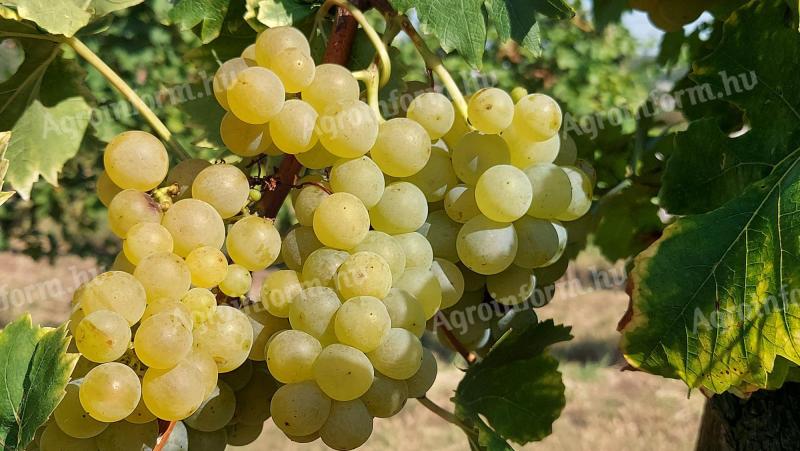 Muscat Ottonel grapes