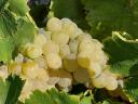 Muscat Ottonel grapes