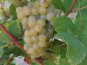 Muscat Ottonel grapes