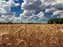 I am looking to buy wheat for improvement or feed