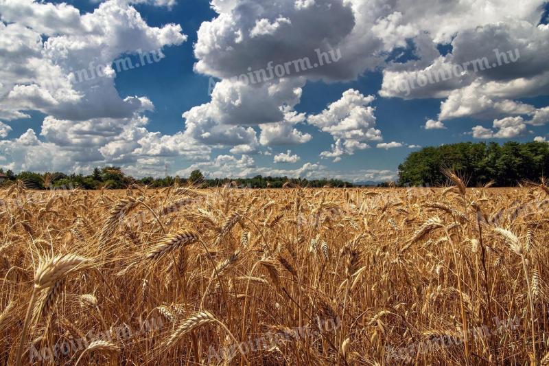 I am looking to buy wheat for improvement or feed