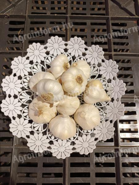 Knoblauchmesse