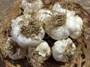 Knoblauchmesse